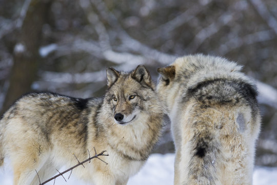 Fototapeta Timber wolf couple in winter