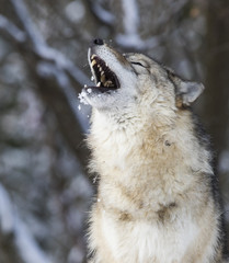 Timber wolf howling in winter