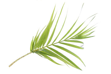 Green leaves of palm tree on a white background