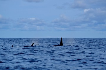 Fototapeta premium A family of orca near to Pico island 