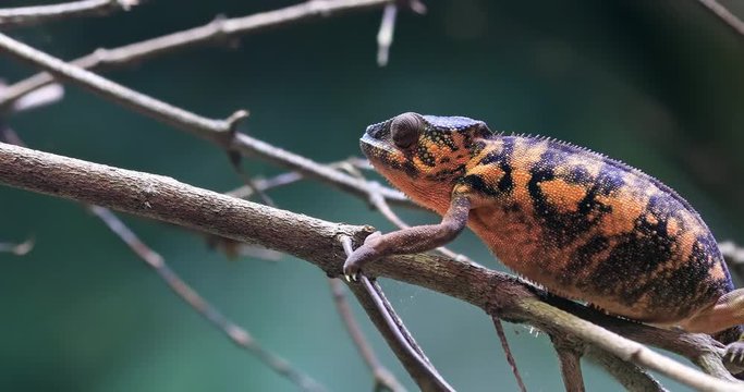 Chameleon Panther exotic lizard climbs on tree branch. Brown colorful female reptile endemic to Madagascar wildlife moves slowly in jungle rainforest. Close up view of beautiful skin texture 4K video