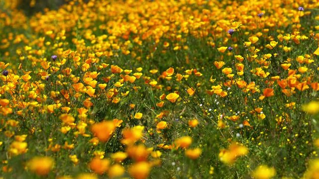California Poppy Wild Flowers Super Bloom Lake Elsinore