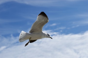 Bird in clear sky