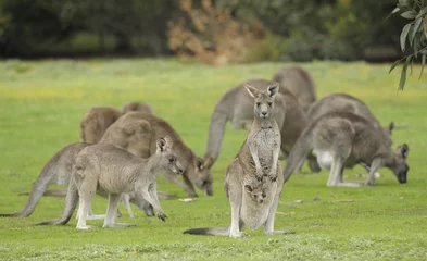 Zelfklevend Fotobehang Kangoeroe Oostelijke grijze kangoeroes met joey in het nationale park van Grampians, Victoria, Australië.