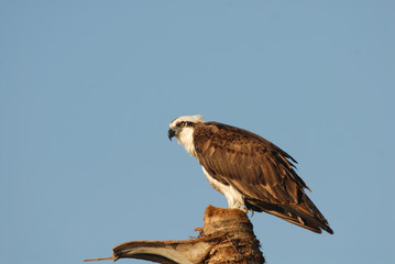 Pandion haliaetus