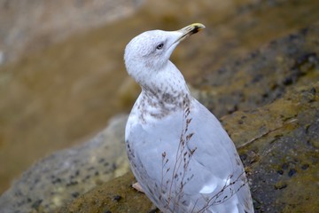 Goéland