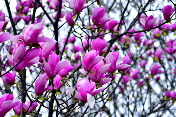 満開のシモクレン