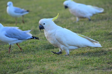 Australian birds