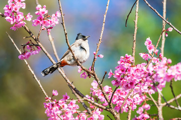 Sooty-headed bulbul on tree branch, Bird in Thailand.