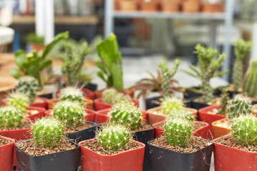 Thermal plants cactus plant group