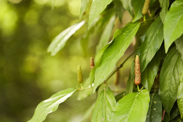 Long pepper or Piper longum