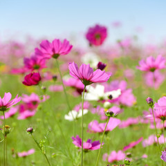Pink cosmos flowers field on sunny day.