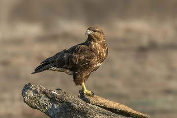 buteo buteo, Common Buzzard