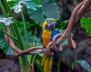Bright Orange, Blue, and Green Plumage on a Blue and Gold Macaw Perched on a Spiraling Vine