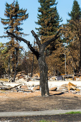 Burnt backyard tree, Sonoma, California