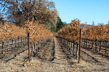 Burnt vineyard, Sonoma, California