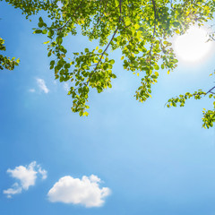 Green leaves against a brightly blue sky.