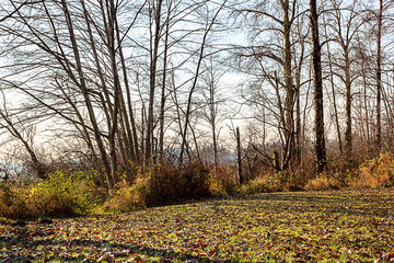 Naklejka premium line of bare trees with fall meadow