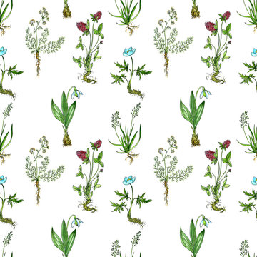 seamless pattern with drawing plants