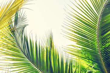 Palm Sunday background for religious holiday backdrop with green tropical tree leaves against natural summer sky