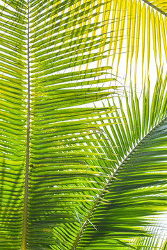 Palm Sunday background for religious holiday backdrop with green tropical tree leaves against natural summer sky