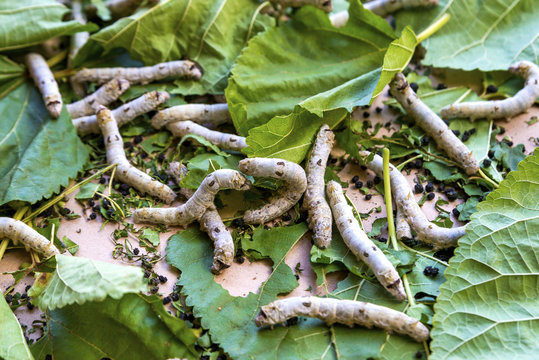 Silkworms eating a mulberry leaf, breeding silkworms for popular Thai silk product