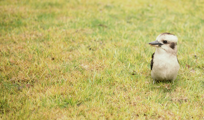 Kookaburra close up outside during the day.