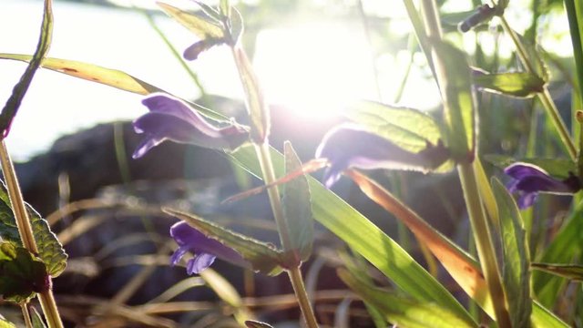 Skullcap flower with lens flare backlight sun