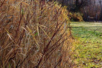 park with red and gold grass