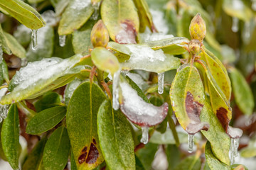 frozen rhodedendron leaves and bud
