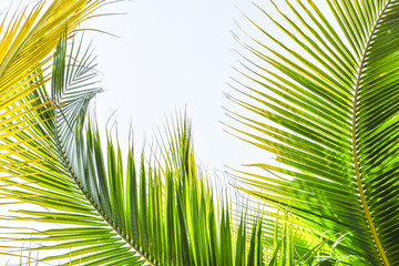 Obraz na płótnie Canvas Palm Sunday background for religious holiday backdrop with green tropical tree leaves against natural summer sky