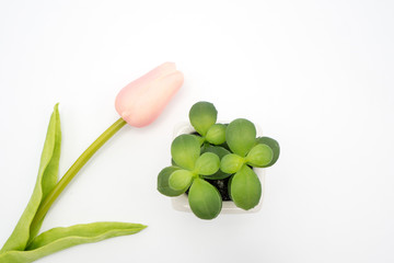 Pink flower and small tree in white pot on white background
