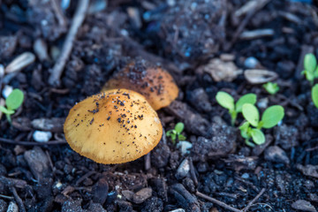 tiny brown mushrooms on wood chip filled ground with dirt on the cap