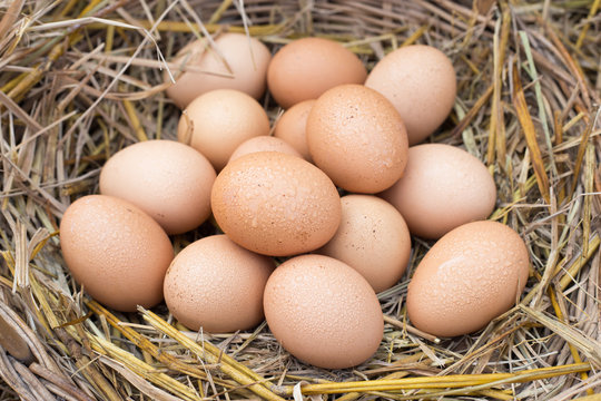 Eggs in a basket are placed on the straw.