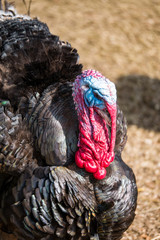 half body portrait of a male turkey