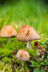 couple mushrooms on the ground with green background