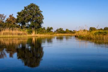 Peaceful view from the water of an Okavango Delta waterway in the early evening light lined by tall golden grasses and islands of tropical bushes and trees, blue water and sky, Botswana, Africa
