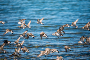 a flock of sandpiper flying above the blue ocean on the coast