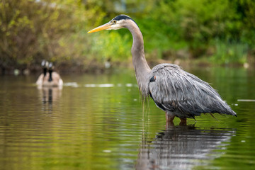 heron patiently standing in the middle of the pond waiting for the fish to pass by