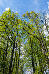 rows of tall trees in the park under the blue sky