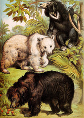 Illustration of mammals.