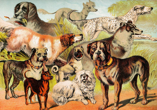 Illustration of mammals. 