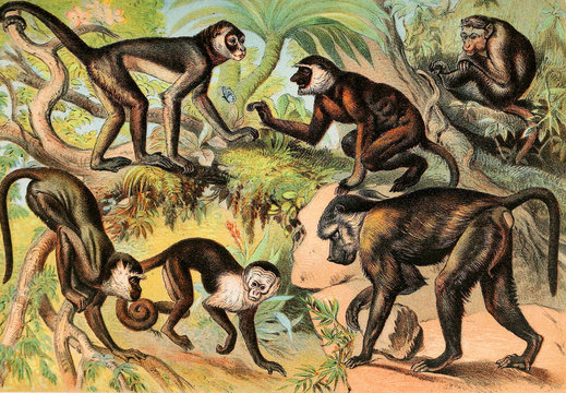 Illustration of mammals.