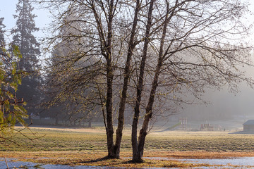 twin trees in foggy park