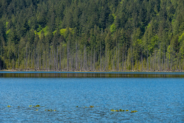 blue lake under the clear sky with tall tree covered hill on the other side