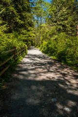 gravel path in the forest with wooden railing on the left side under the sun