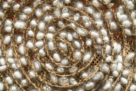 Silkworms cocoons nests for popular Thai silk product