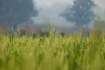 Growing wheat farm field plots