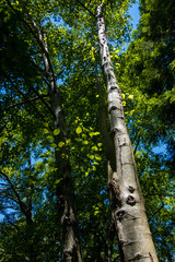 Fototapeta premium tall tree reaching to the sky in the forest