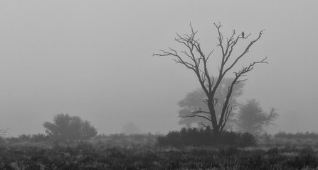Lone bird sitting silhouetted in a dead tree in early morning fog